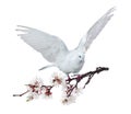 Flying white dove with blossoming cherry tree branch Royalty Free Stock Photo