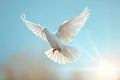 Flying white dove on blue sky background. Freedom, peace and love concept Royalty Free Stock Photo