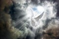 Flying white dove in front of stormy sky