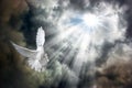 Flying white dove in front of stormy sky