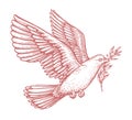 Flying white dove and olive branch. Peace symbol isolated, religion concept. Vintage sketch illustration Royalty Free Stock Photo