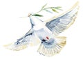 Flying white dove watercolor illustration. white pigeon isolated on white.