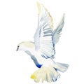 Flying white dove watercolor illustration. white pigeon isolated on white. Royalty Free Stock Photo