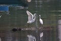 the flying White egret at the coast, hk 28 Feb 2022 Royalty Free Stock Photo