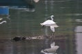 the flying White egret at the coast, hk 28 Feb 2022 Royalty Free Stock Photo