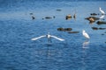 Flying White egret Royalty Free Stock Photo