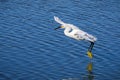 Flying White egret Royalty Free Stock Photo