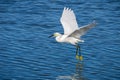 Flying White egret Royalty Free Stock Photo