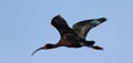 Flying White Faced Ibis Colors Royalty Free Stock Photo