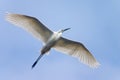 Flying white heron