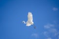 Flying white heron on blue sky background Royalty Free Stock Photo