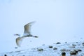 A flying White little Egret Royalty Free Stock Photo