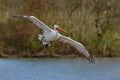 Flying White Pelican, Pelecanus erythrorhynchos, above the water Royalty Free Stock Photo