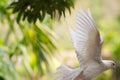 Flying white Pigeon in the rain forest of Hainan Island (China)