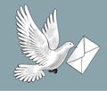 Flying white post pigeon with a letter