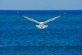 Flying white seagull against sea background. Royalty Free Stock Photo