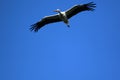 Flying white stork Royalty Free Stock Photo