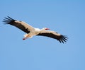 Flying white stork with blue sky Royalty Free Stock Photo