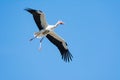 Flying white stork with blue sky Royalty Free Stock Photo