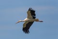 Flying white stork (Ciconia ciconia) in blue sky Royalty Free Stock Photo