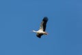 Flying white stork Ciconia ciconia in blue sky Royalty Free Stock Photo