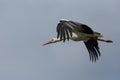 Flying white stork Ciconia ciconia in blue sky Royalty Free Stock Photo