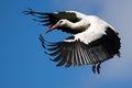 Flying white stork coming home