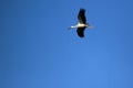 Flying white stork Royalty Free Stock Photo