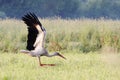 Flying white stork on the grass in field Royalty Free Stock Photo
