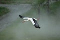 Flying white stork Royalty Free Stock Photo