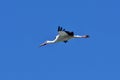 Flying white stork under a clear blue sky Royalty Free Stock Photo