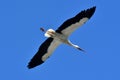 Flying white stork under a clear blue sky Royalty Free Stock Photo