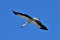 Flying white stork under a clear blue sky Royalty Free Stock Photo