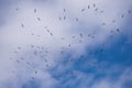 Flying White Storks. A Flock Of Flying Stork Ciconia Ciconia Against The Background Of A Cloudy Sky.Scene From The Wild Nature