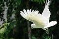 Flying white Sulphur-crested cockatoo in green foliage blurred background Royalty Free Stock Photo