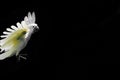 Flying white Sulphur-crested cockatoo isolated on black background with free space