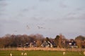 Flying white swans over farmland