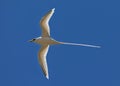 Flying White-tailed tropicbird Phaethon lepturus