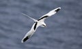 Flying White-tailed tropicbird Phaethon lepturus Royalty Free Stock Photo