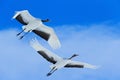 Flying White two birds Red-crowned crane, Grus japonensis, with open wing, blue sky with white clouds in background, Hokkaido, Royalty Free Stock Photo