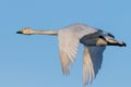 Flying whooper swan, Cygnus cygnus, in winter