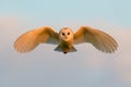 Wild Barn Owl Flying at Sunset