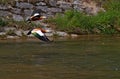 Flying wild ducks over the river