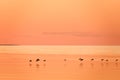 flying wild ducks over the water at dawn Royalty Free Stock Photo