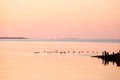 flying wild ducks over the water at dawn Royalty Free Stock Photo