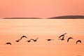 flying wild ducks over the water at dawn Royalty Free Stock Photo