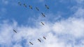 Flying wild geese Royalty Free Stock Photo