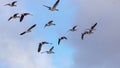 Flying Wild Geese in the morning light Royalty Free Stock Photo