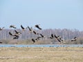 Flying wild goose , Lithuania Royalty Free Stock Photo