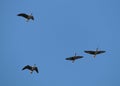 Flying wild Greater white-fronted geese Anser albifrons against blue sky